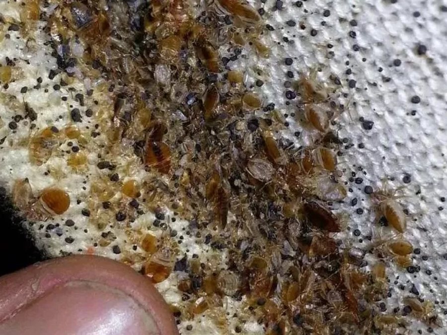 Bed Bugs Control