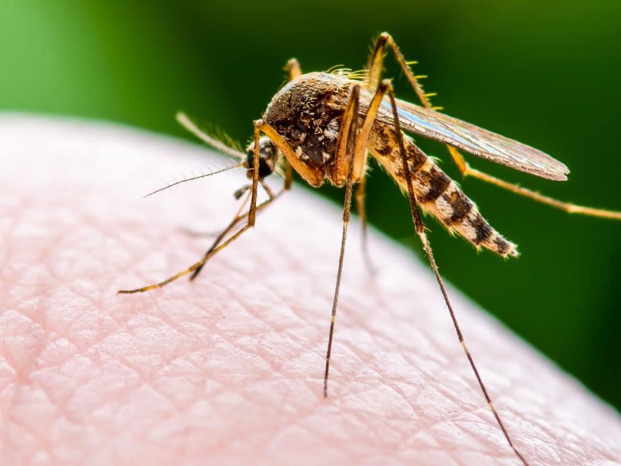 Mosquito Fly Control